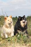 CHIEN FINNOIS DE LAPONIE 421